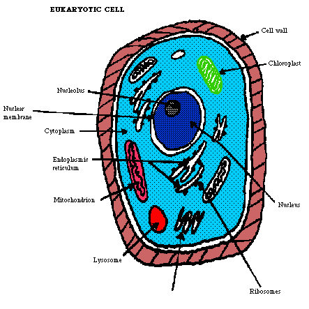 Prokaryotic Cellular Parts