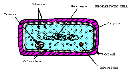 prokaryotes.jpg