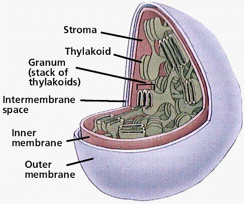 chloroplast2.gif