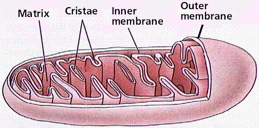 mitochondrion.gif