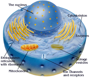 proteins-5.gif